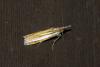 Crambus unistriatellus